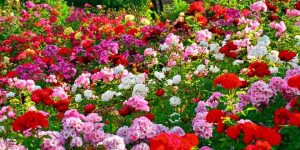 Rose Festival in Chandigarh:  Amazing Attraction for Nature Lovers